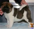 Akita